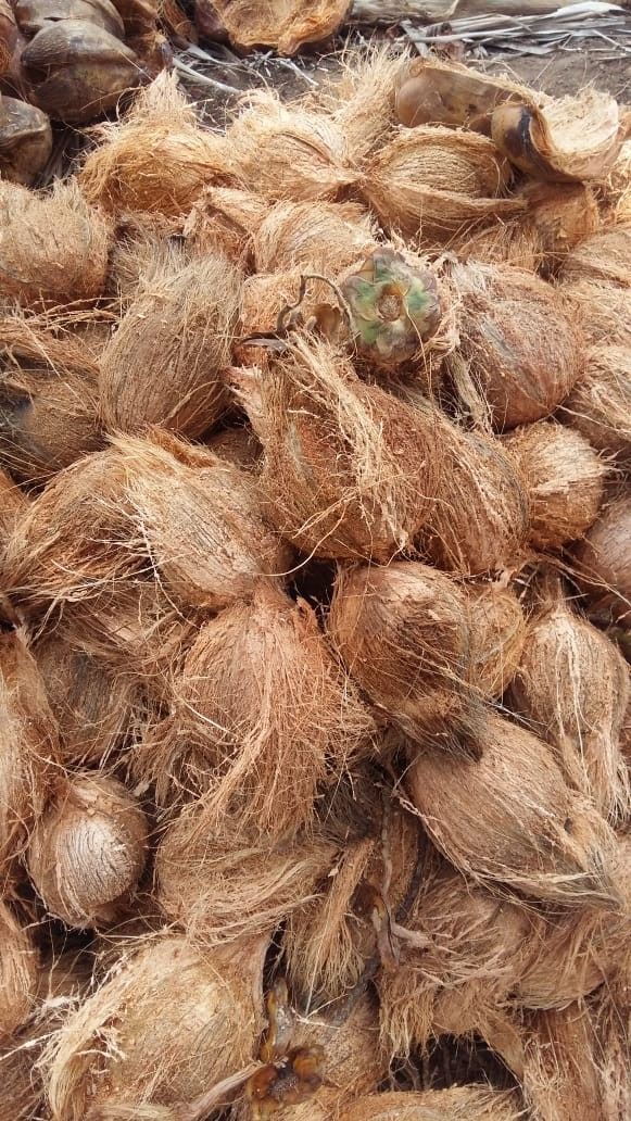 Coconut Copra Grade